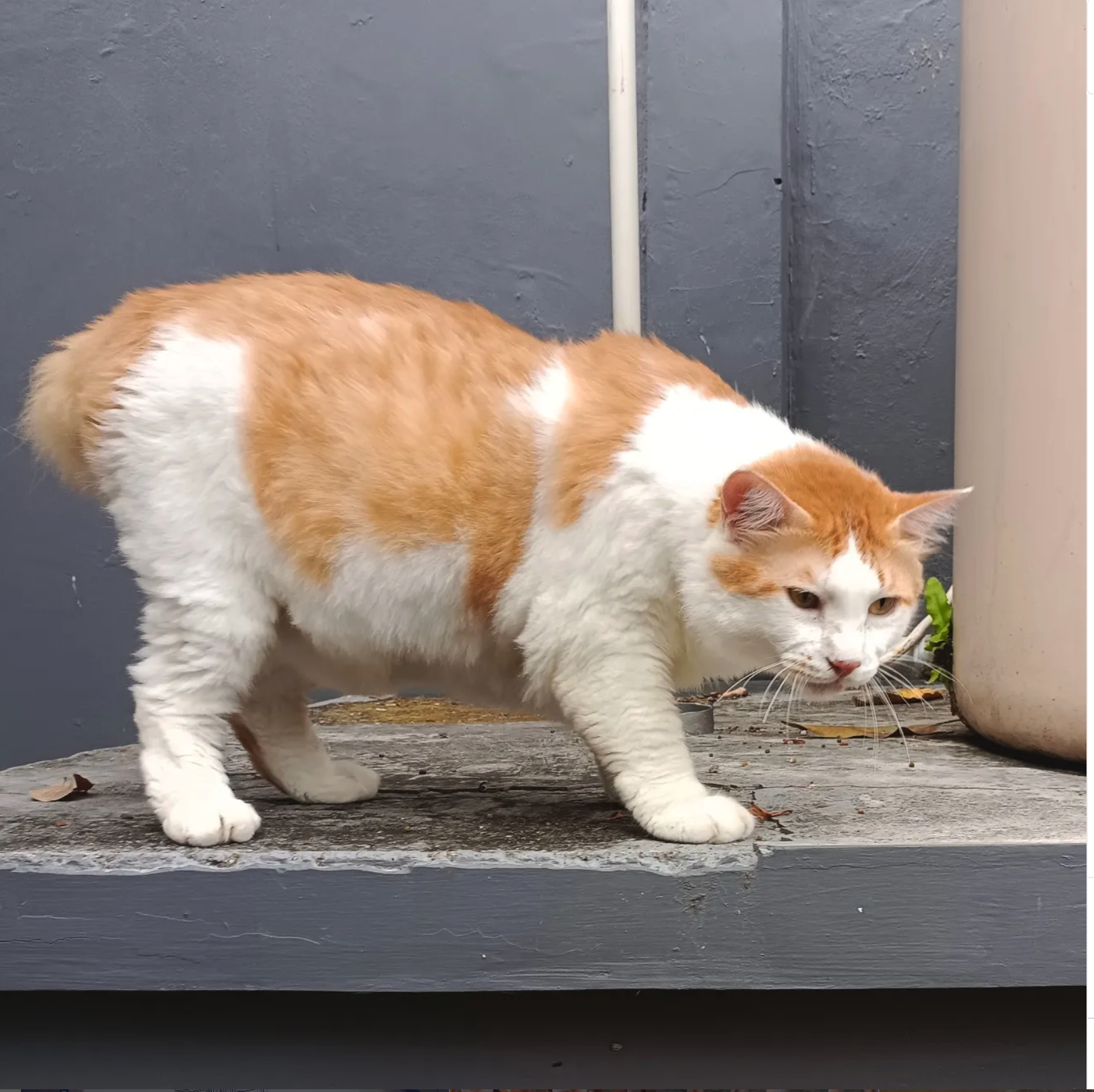 Leo on patrol